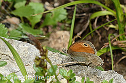 Kleines Wiesenvögelchen (Coenonympha pamphilus) (26.06.2021, C195842)