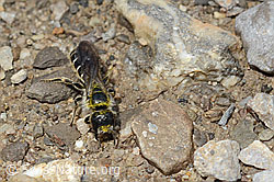 Photo: Chelostoma florisomne