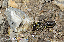 Photo: Chelostoma florisomne