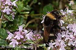 Hellgelbe Erdhummel (Bombus lucorum) auf Vielhaarigem Thymian (Thymus praecox ssp. polytrichus) (C195865) Hellgelbe Erdhummel (Bombus lucorum) auf Vielhaarigem Thymian (Thymus praecox ssp. polytrichus) (C195865)