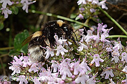Vielhaariger Thymian (Thymus polytrichus)