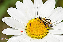 Gemeiner Scheinbockkäfer (Oedemera femorata) auf Gewöhnlicher Wiesen-Margerite (Leucanthemum vulgare) (26.06.2021, C195868)