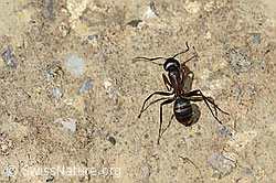 Starkbeborstete Gebirgswaldameise (Formica lugubris) (26.06.2021, C195879)