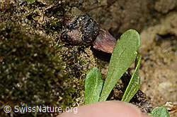 Leberbalsam (Erinus alpinus) (C195886) Leberbalsam (Erinus alpinus) (C195886)