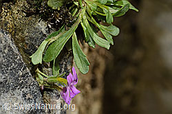 Leberbalsam (Erinus alpinus) (C195887) Leberbalsam (Erinus alpinus) (C195887)