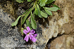 Leberbalsam (Erinus alpinus) (C195888) Leberbalsam (Erinus alpinus) (C195888)