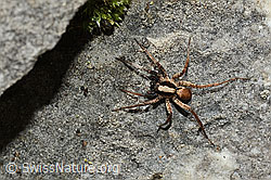 Xerolycosa nemoralis (Wolfspinne) (26.06.2021, C195898)
