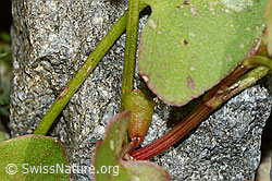 Schildblättriger Ampfer (Rumex scutatus) (C199103)