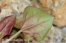 Schildblättriger Ampfer (Rumex scutatus) (C199104)