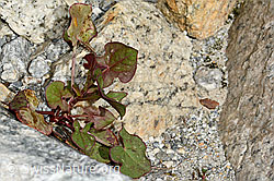 Schildblättriger Ampfer (Rumex scutatus) (C199105)