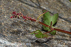 Schildblättriger Ampfer (Rumex scutatus) (C199120)