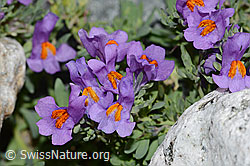 Linaria alpina (C199174)