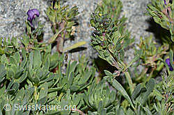 Linaria alpina (C199176)