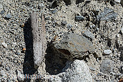 C199219: Holzfund Nr. 3 am Unteraargletscher