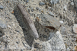 C199232: Holzfund Nr. 3 am Unteraargletscher