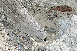 C199233: Holzfund Nr. 3 am Unteraargletscher