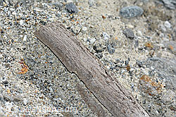 C199234: Holzfund Nr. 3 am Unteraargletscher