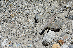 C199240: Holzfund Nr. 3 am Unteraargletscher