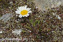 Gewöhnliche Alpenmargerite (Leucanthemopsis alpina) (07.2021, C199327)