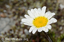 Gewöhnliche Alpenmargerite (Leucanthemopsis alpina). (07.2021, C199330)