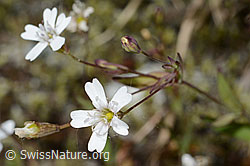 Felsen-Leimkraut (Silene rupestris) (C199337)