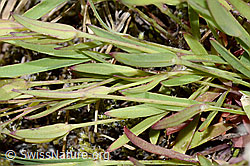 Felsen-Leimkraut (Silene rupestris) (C199339)