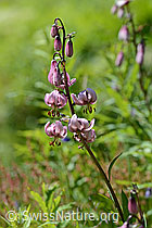 Türkenbund (Lilium martagon) (C199402) Türkenbund (Lilium martagon) (C199402)