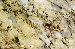 Hainschwebfliege (Episyrphus balteatus) (C199430)