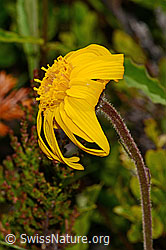 Arnica montana (C199465)