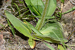 Arnica montana (C199468)