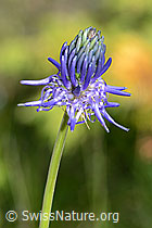 Betonienblättrige Rapunzel (Phyteuma betonicifolium) (C199474)