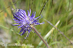 Betonienblättrige Rapunzel (Phyteuma betonicifolium) (C199478)