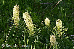Photo: Campanula thyrsoides