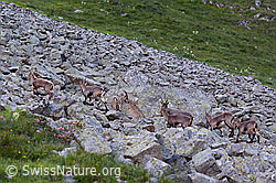 Foto: Alpensteinböcke (Capra ibex) im Rudel auf Blockfeld
