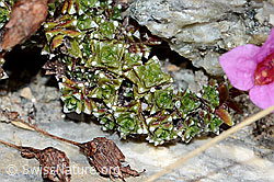 Gegenblättriegr Steinbrech (Saxifraga oppositifolia) (C199568)