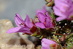Gegenblättriegr Steinbrech (Saxifraga oppositifolia) (C199570)