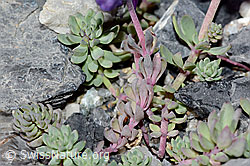 Alpen-Leinkraut (Linaria alpina) (C199576)