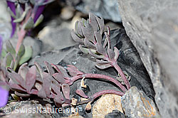 Alpen-Leinkraut (Linaria alpina) (C199579)