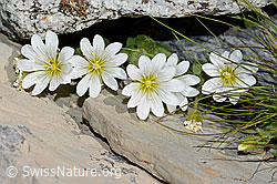 Einblütiges Hornkraut (Cerastium uniflorum) (C199592)