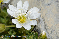 Einblütiges Hornkraut (Cerastium uniflorum) (C199593)