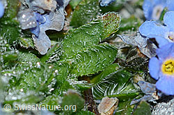 Himmelsherold (Eritrichium nanum) (C202075) Himmelsherold (Eritrichium nanum) (C202075)