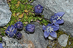 Mont Cenis-Glockenblume (Campanula cenisia) (C202083)