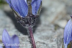 Mont Cenis-Glockenblume (Campanula cenisia) (C202087)