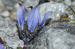 Mont Cenis-Glockenblume (Campanula cenisia) (C202091)