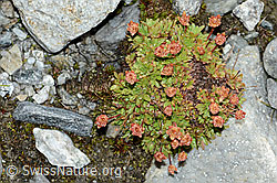 Saxifraga seguieri (C202101)