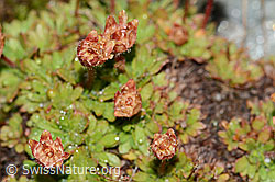 Saxifraga seguieri (C202104)