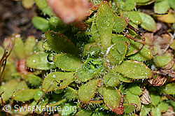 Séguiers Steinbrech (Saxifraga seguieri) (C202106) Séguiers Steinbrech (Saxifraga seguieri) (C202106)