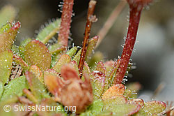 Saxifraga seguieri (C202109)