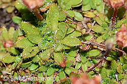 Saxifraga seguieri (C202110)