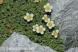 Gefurchter Steinbrech (Saxifraga exarata) (C202118)